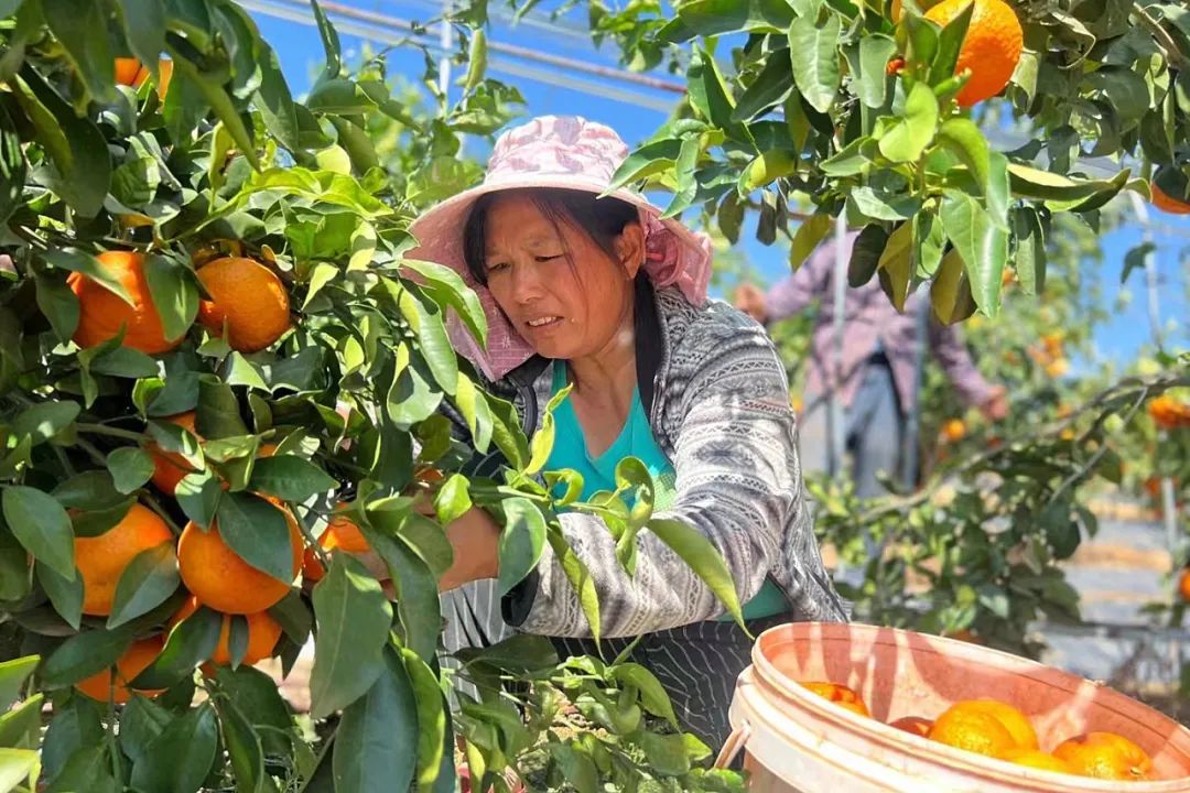 果冻沃柑25.9/箱！鲜甜爆汁，细腻无渣！新鲜现摘，一口上瘾！来自彩云之南的甜蜜献礼！