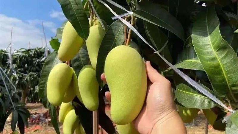 助力大量【海南金煌芒22.9/箱】走出大山，香甜无丝，嫩滑爽口，邀您一起品尝支持！