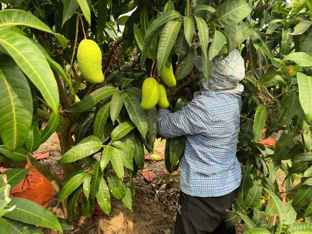 助力大量【海南金煌芒22.9/箱】走出大山，香甜无丝，嫩滑爽口，邀您一起品尝支持！