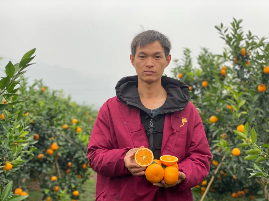 果冻沃柑25.9/箱！鲜甜爆汁，细腻无渣！新鲜现摘，一口上瘾！来自彩云之南的甜蜜献礼！