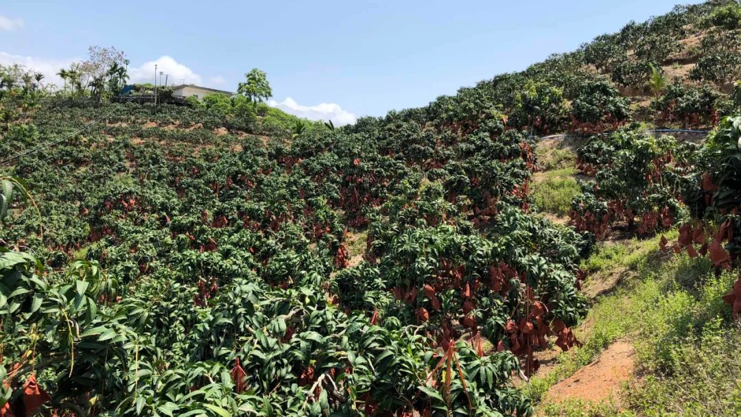 助力大量【海南金煌芒22.9/箱】走出大山，香甜无丝，嫩滑爽口，邀您一起品尝支持！