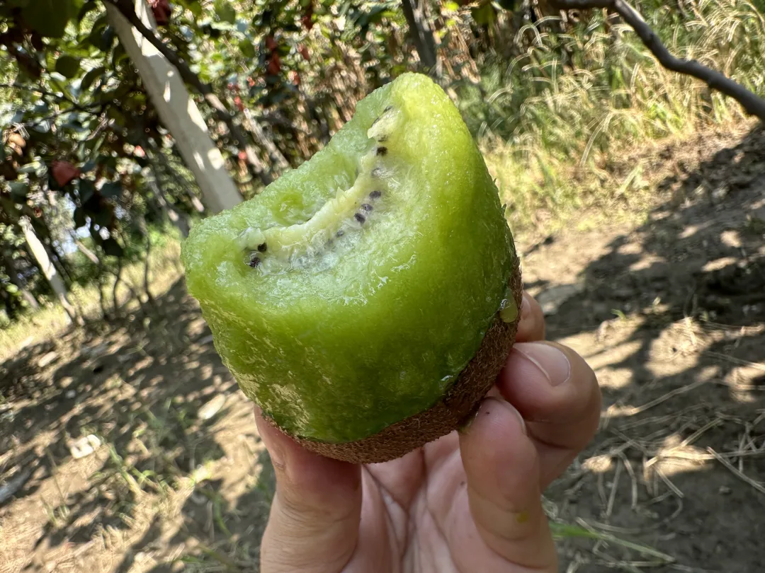 最后10天！好着急！超100万斤陕西猕猴桃成熟待销，香甜多汁，秦岭山下果农辛勤种植，邀您一起助力！