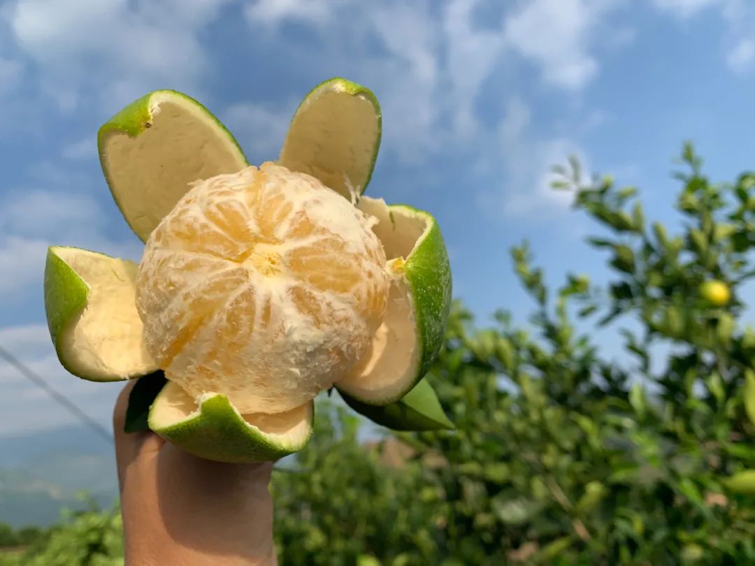 助农！低至17.9/箱！云南玉溪冰糖橙大面积上市，果农急盼销路，恳请您助力转发！
