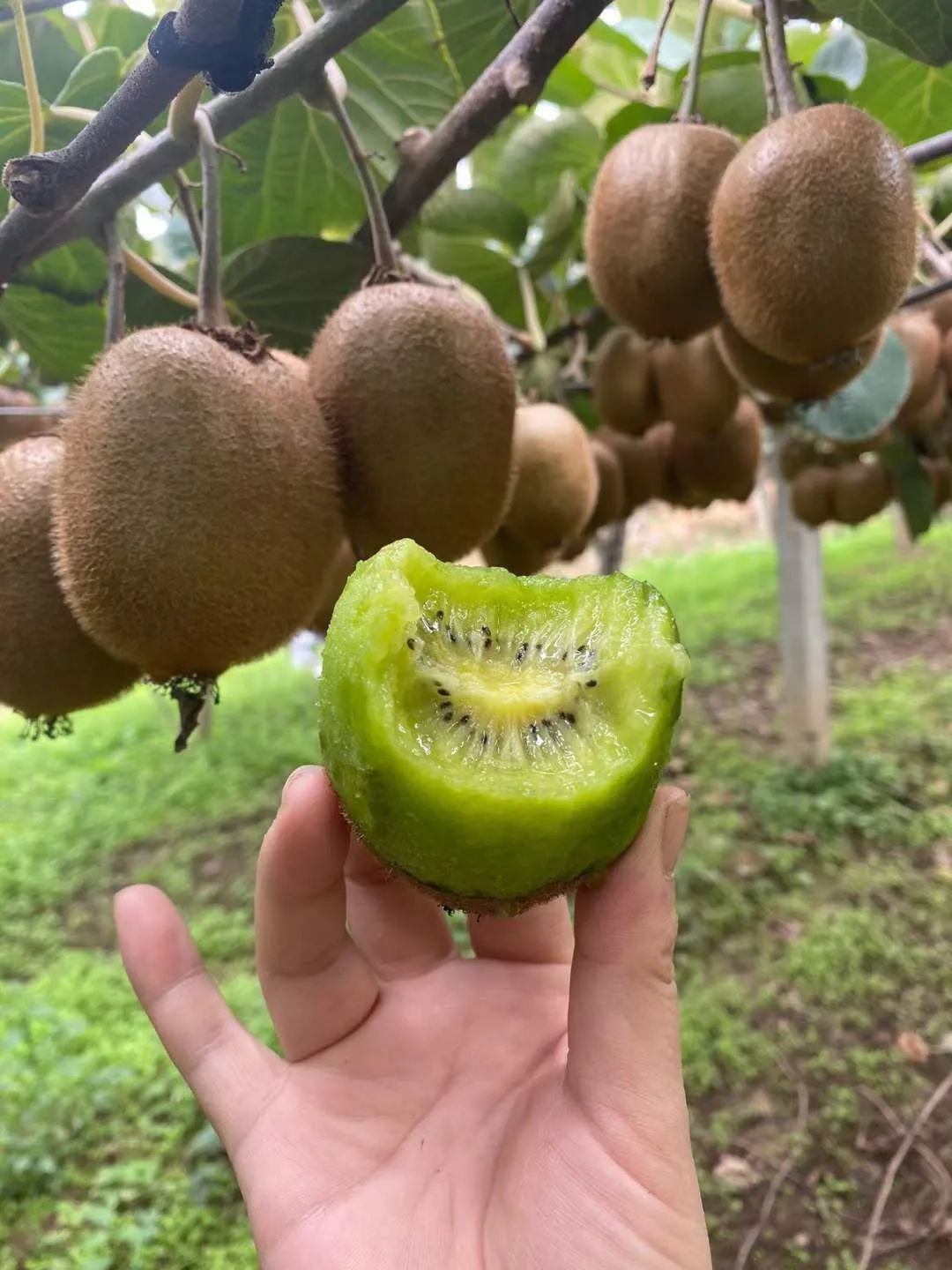 最后10天！好着急！超100万斤陕西猕猴桃成熟待销，香甜多汁，秦岭山下果农辛勤种植，邀您一起助力！