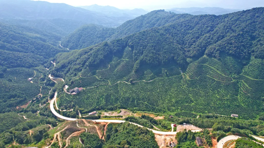 吃一次想十年！让【福建蜜柚】走出大山，肉质细嫩，香甜多汁 ，果农辛勤种植，邀您品尝！