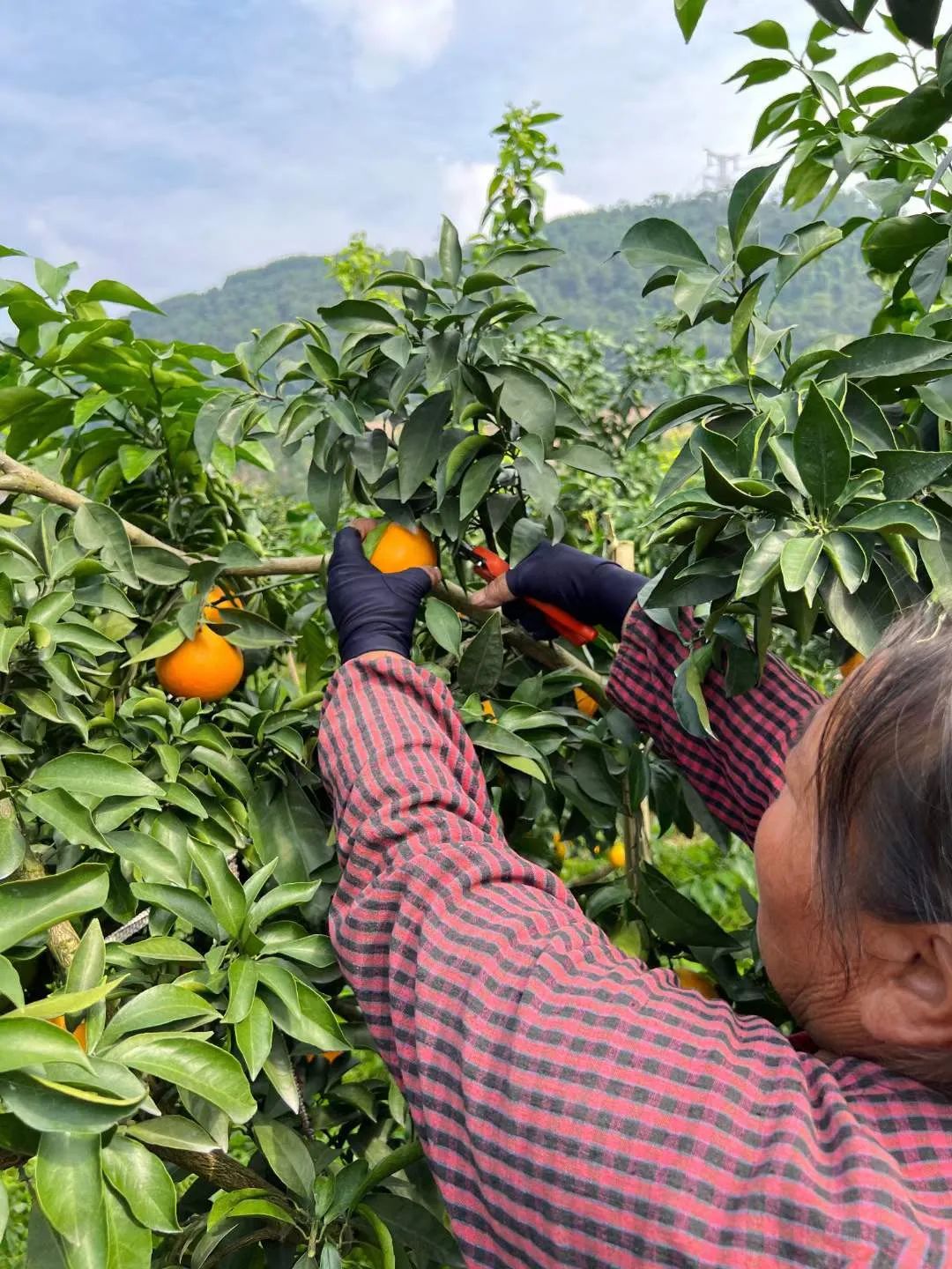 甜蜜助力！29.9/箱！新鲜爱媛果冻橙，果肉嫩滑，颗颗香甜爆汁！果农二十年如一日，苦心种植，邀请品尝~