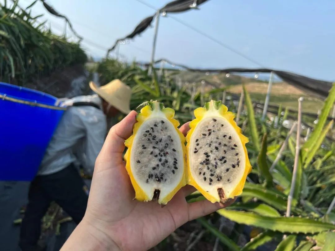 顺丰包邮！刷爆朋友圈！热带海岛【海南新鲜黄金燕窝果】甜蜜上市！口感如冰镇燕窝，果肉晶莹剔透！