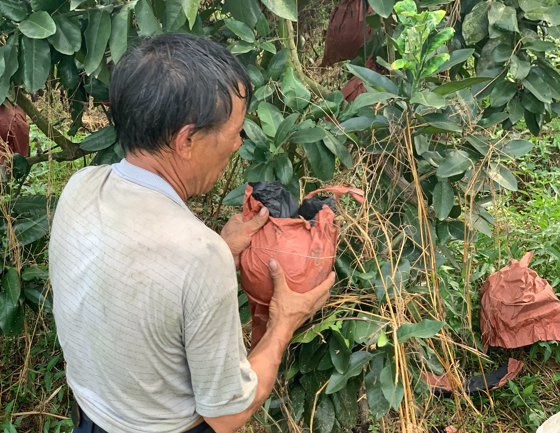 吃一次想十年！让【福建蜜柚】走出大山，肉质细嫩，香甜多汁 ，果农辛勤种植，邀您品尝！
