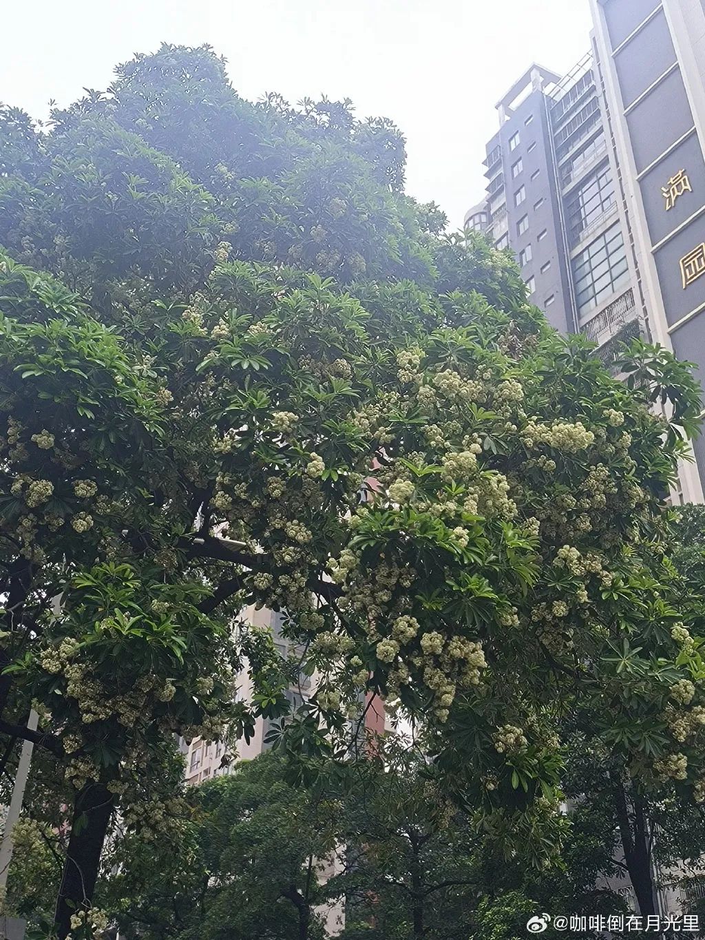 “恶心、想吐”，东莞街头很多人闻到了！原因是...