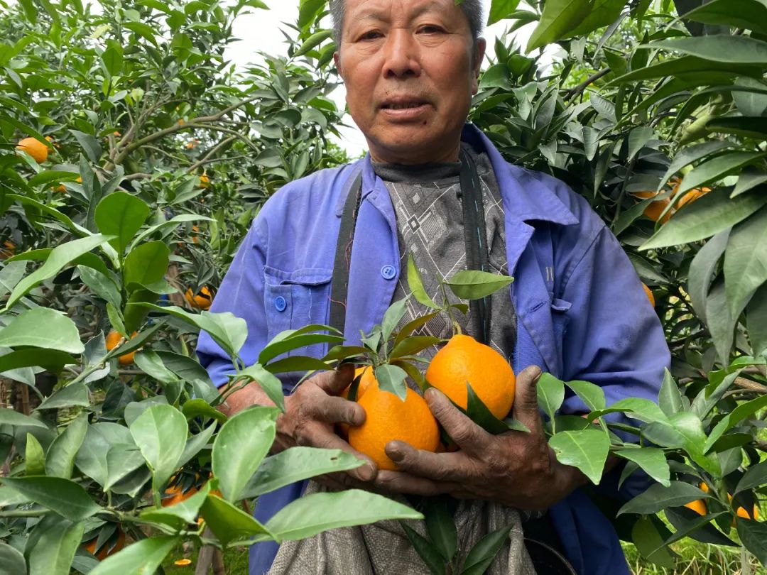 甜蜜助力！29.9/箱！新鲜爱媛果冻橙，果肉嫩滑，颗颗香甜爆汁！果农二十年如一日，苦心种植，邀请品尝~