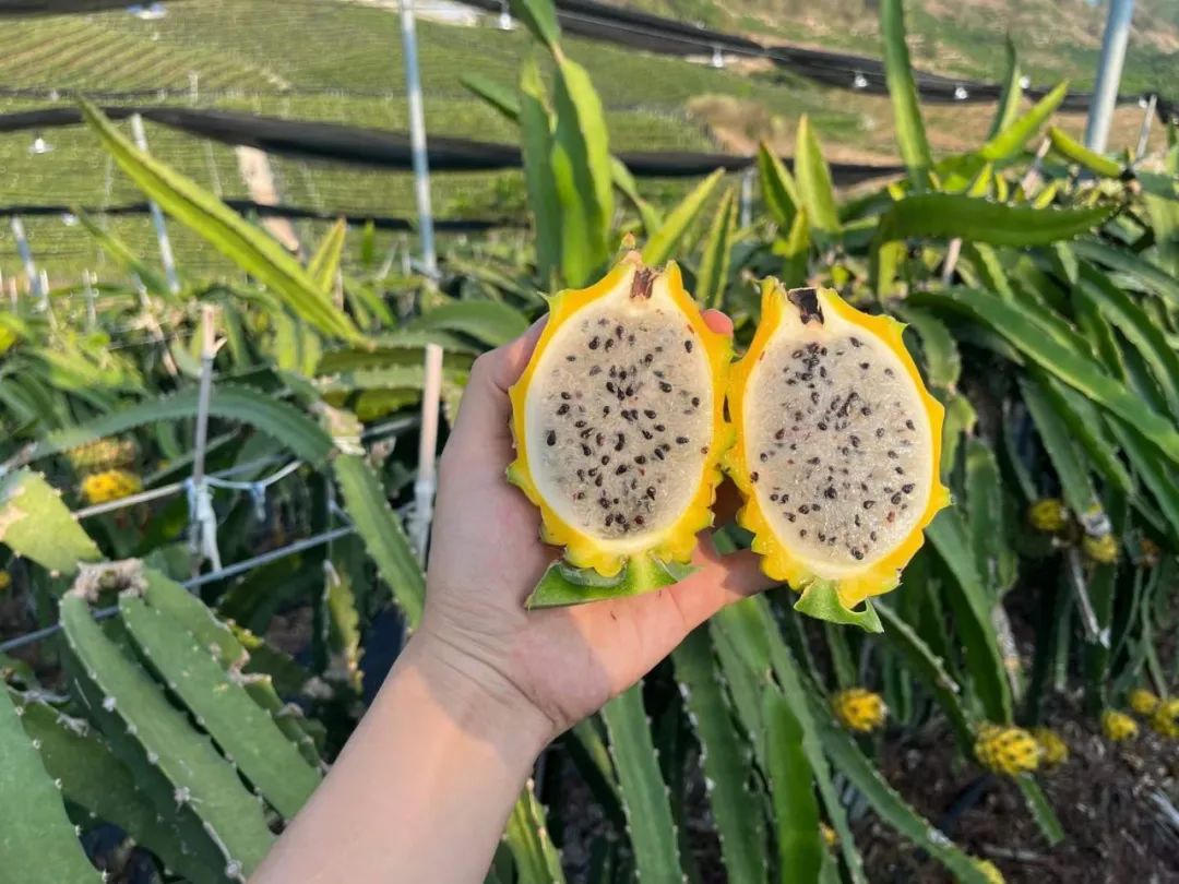 顺丰包邮！刷爆朋友圈！热带海岛【海南新鲜黄金燕窝果】甜蜜上市！口感如冰镇燕窝，果肉晶莹剔透！