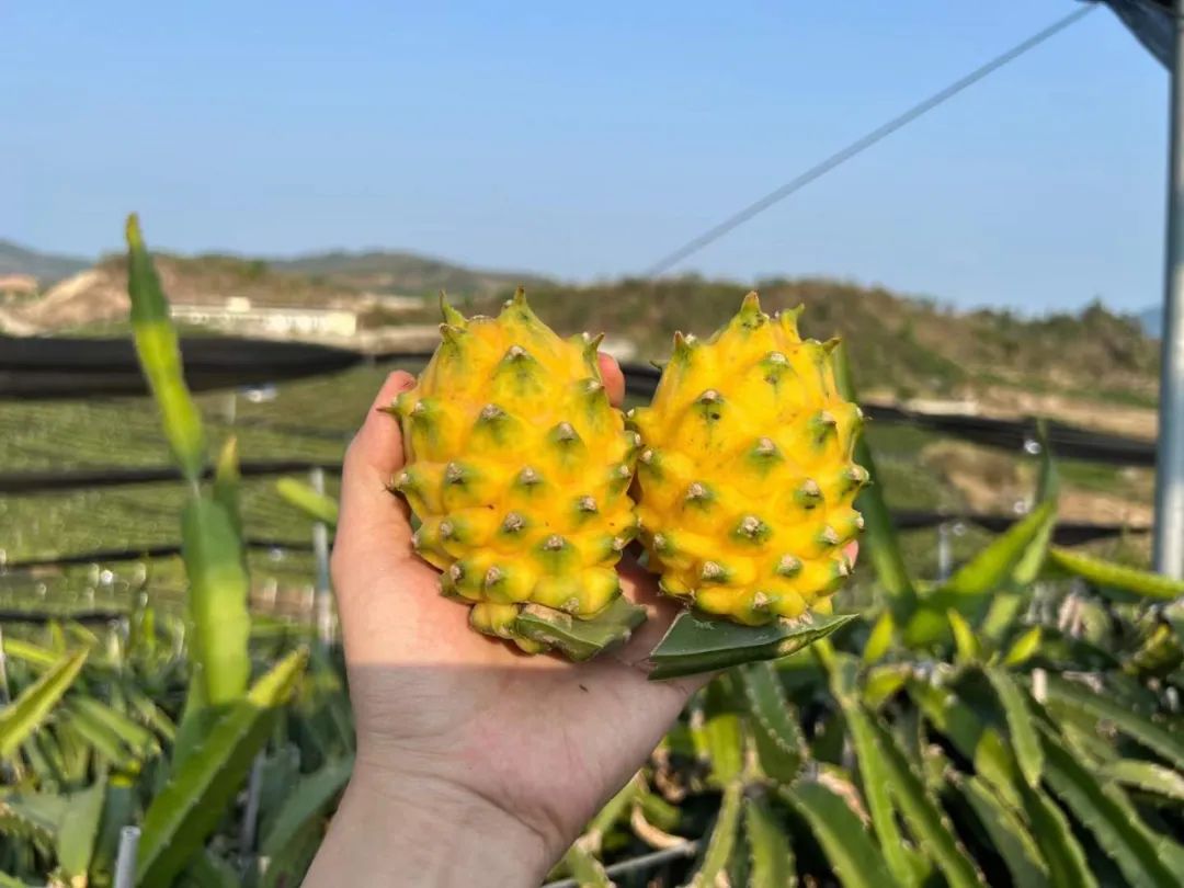 顺丰包邮！刷爆朋友圈！热带海岛【海南新鲜黄金燕窝果】甜蜜上市！口感如冰镇燕窝，果肉晶莹剔透！