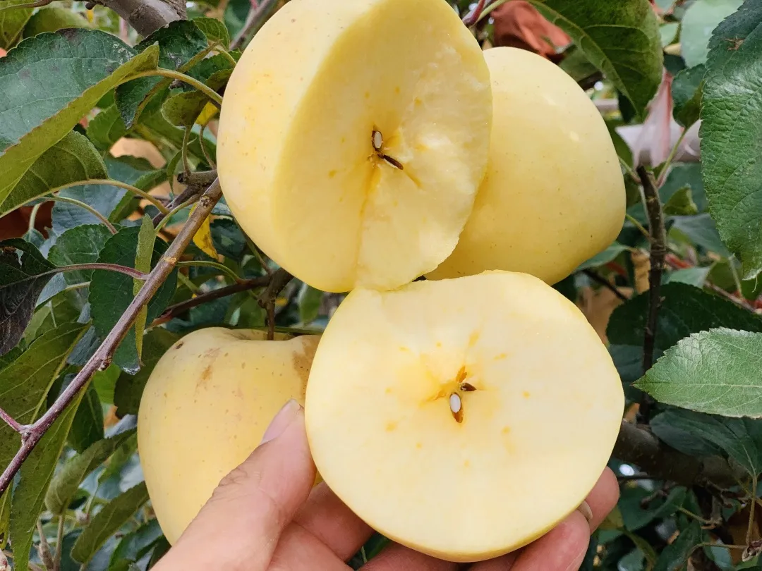 别再说不爱吃苹果！纯甜无酸『山东维纳斯黄金苹果』上市！果香馥郁，甜蜜爽口，酥脆多汁！