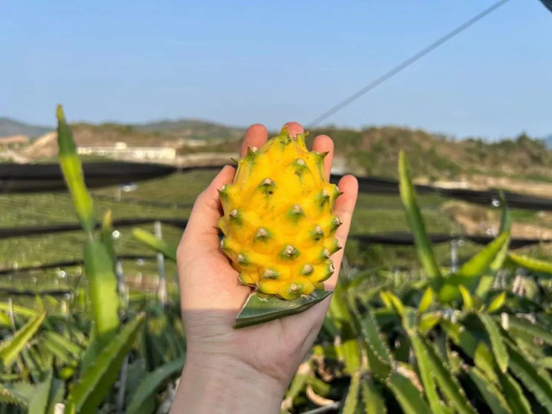 顺丰包邮！刷爆朋友圈！热带海岛【海南新鲜黄金燕窝果】甜蜜上市！口感如冰镇燕窝，果肉晶莹剔透！
