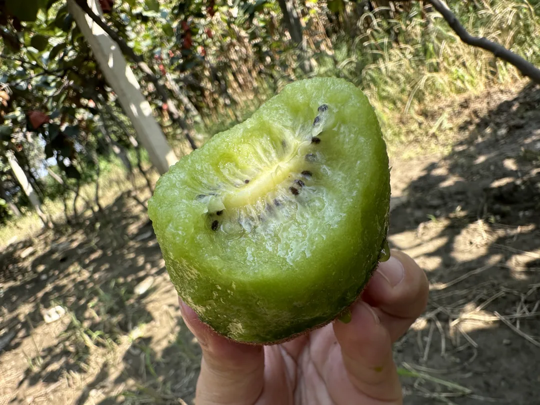 最后10天！好着急！超100万斤陕西猕猴桃成熟待销，香甜多汁，秦岭山下果农辛勤种植，邀您一起助力！