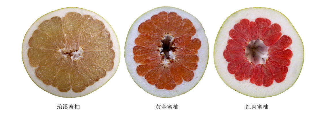 维生素C含量比橙子还高，热量还超低！这种秋天水果错过真的会后悔
