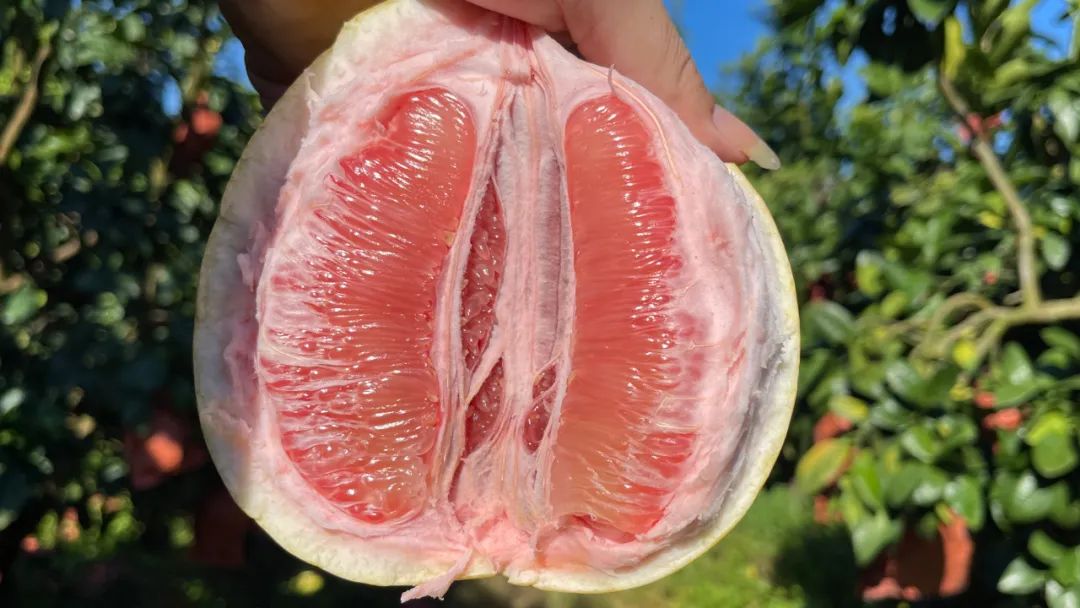 吃一次想十年！让【福建蜜柚】走出大山，肉质细嫩，香甜多汁 ，果农辛勤种植，邀您品尝！