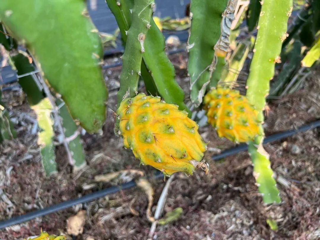 顺丰包邮！刷爆朋友圈！热带海岛【海南新鲜黄金燕窝果】甜蜜上市！口感如冰镇燕窝，果肉晶莹剔透！