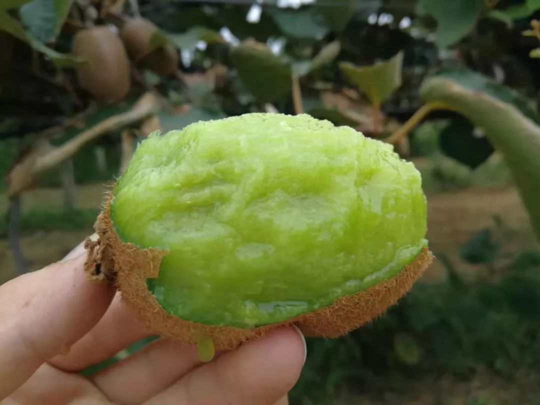 最后10天！好着急！超100万斤陕西猕猴桃成熟待销，香甜多汁，秦岭山下果农辛勤种植，邀您一起助力！