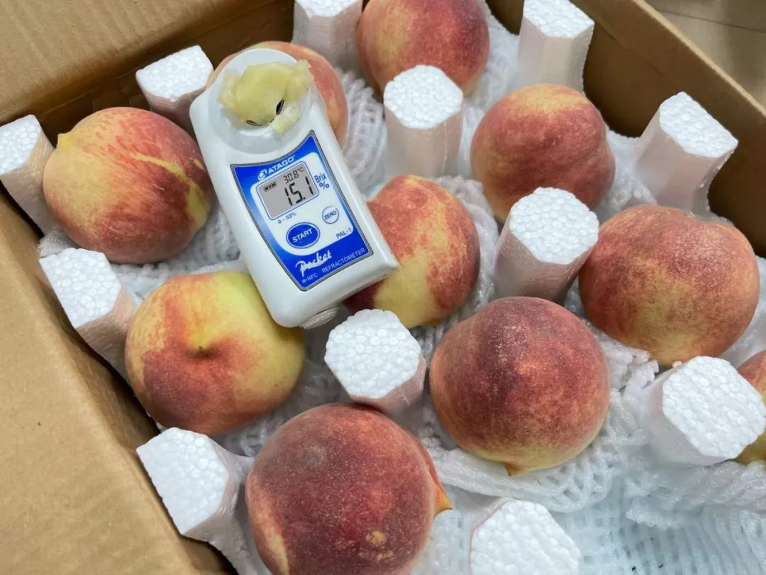 荣耀上市！卖光的速度就像龙卷风！今年压轴桃「金秋红蜜」甜！香！脆！树上养230+天但果期极短！
