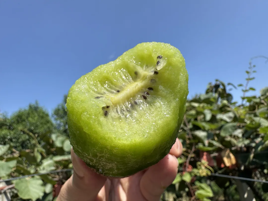 最后10天！好着急！超100万斤陕西猕猴桃成熟待销，香甜多汁，秦岭山下果农辛勤种植，邀您一起助力！