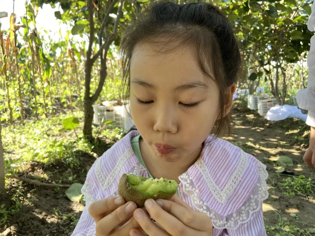 最后10天！好着急！超100万斤陕西猕猴桃成熟待销，香甜多汁，秦岭山下果农辛勤种植，邀您一起助力！