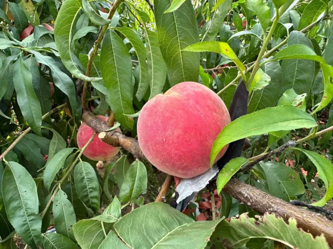 荣耀上市！卖光的速度就像龙卷风！今年压轴桃「金秋红蜜」甜！香！脆！树上养230+天但果期极短！