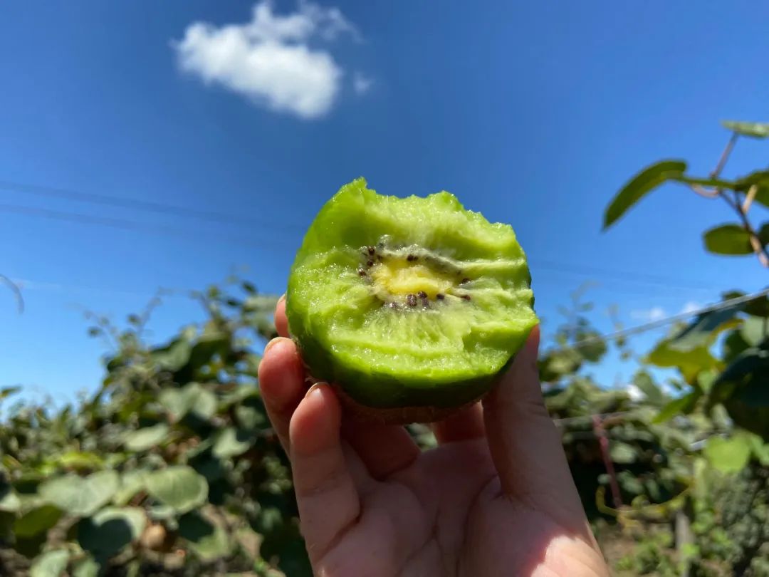 最后10天！好着急！超100万斤陕西猕猴桃成熟待销，香甜多汁，秦岭山下果农辛勤种植，邀您一起助力！