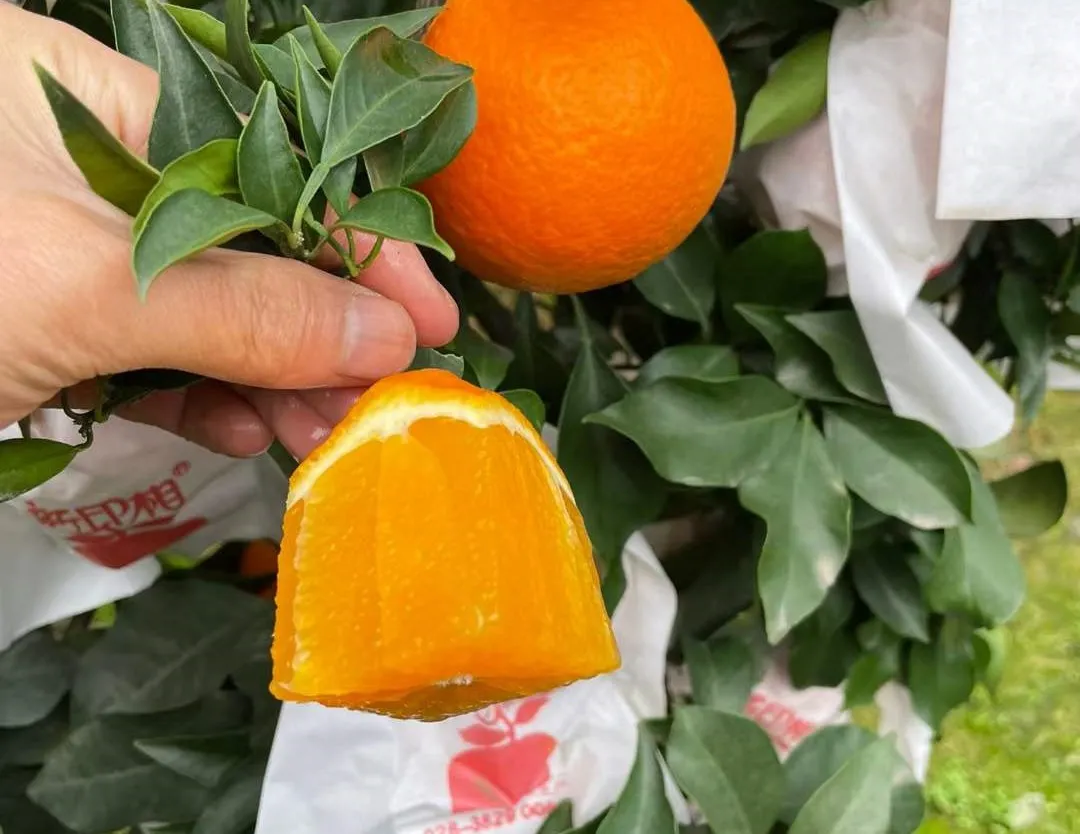 甜蜜助力！29.9/箱！新鲜爱媛果冻橙，果肉嫩滑，颗颗香甜爆汁！果农二十年如一日，苦心种植，邀请品尝~