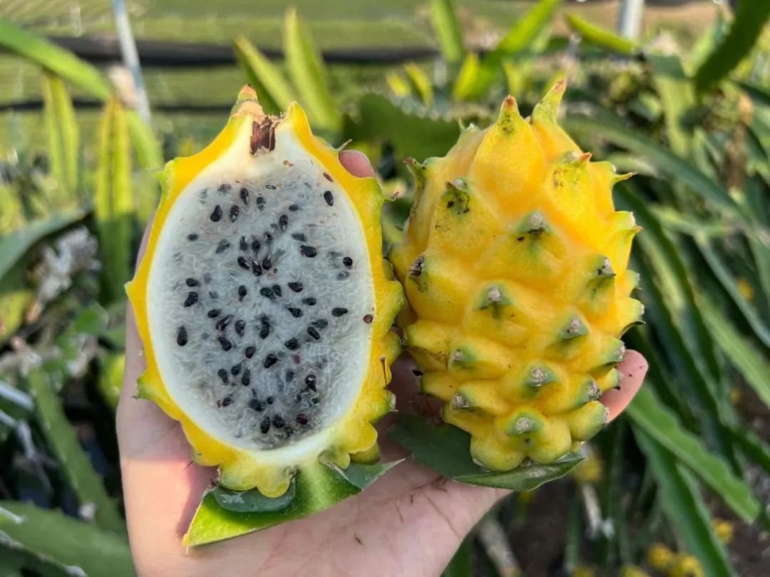 顺丰包邮！刷爆朋友圈！热带海岛【海南新鲜黄金燕窝果】甜蜜上市！口感如冰镇燕窝，果肉晶莹剔透！