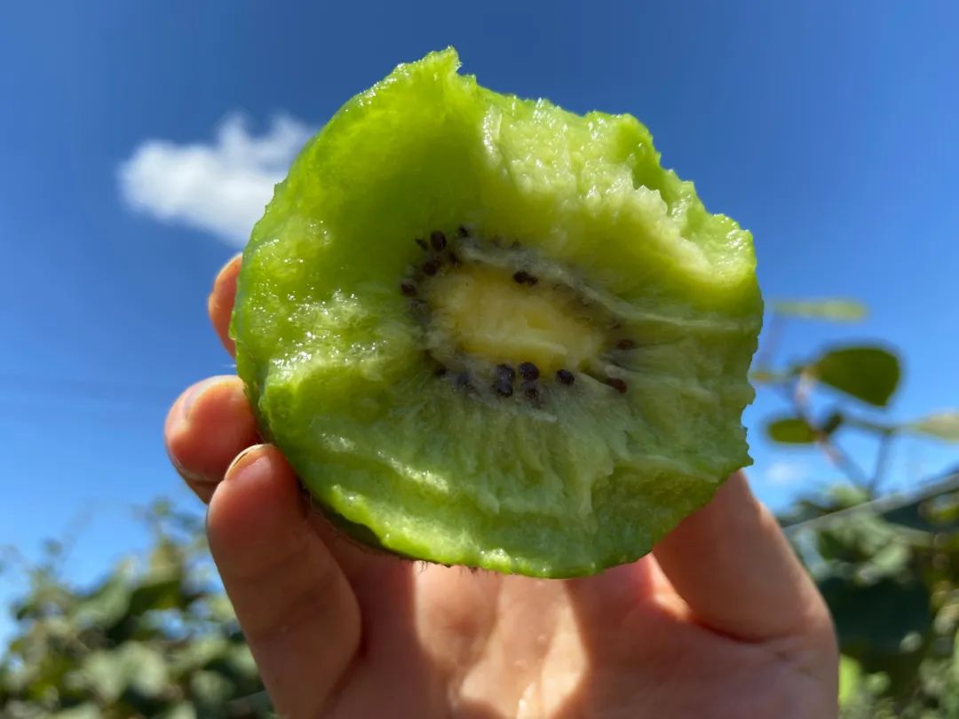 最后10天！好着急！超100万斤陕西猕猴桃成熟待销，香甜多汁，秦岭山下果农辛勤种植，邀您一起助力！
