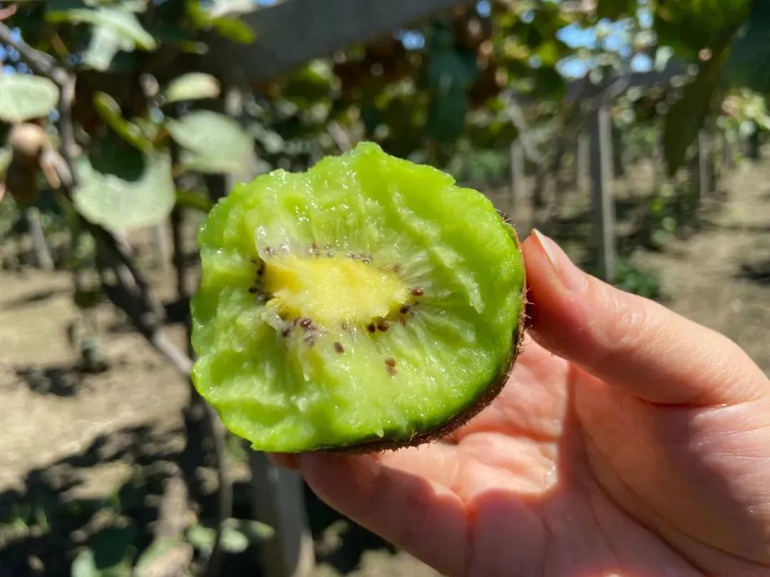 最后10天！好着急！超100万斤陕西猕猴桃成熟待销，香甜多汁，秦岭山下果农辛勤种植，邀您一起助力！