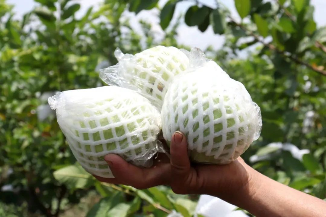 维生素C是苹果的21倍！这哪里还是水果，简直就是奶油冰淇淋！！