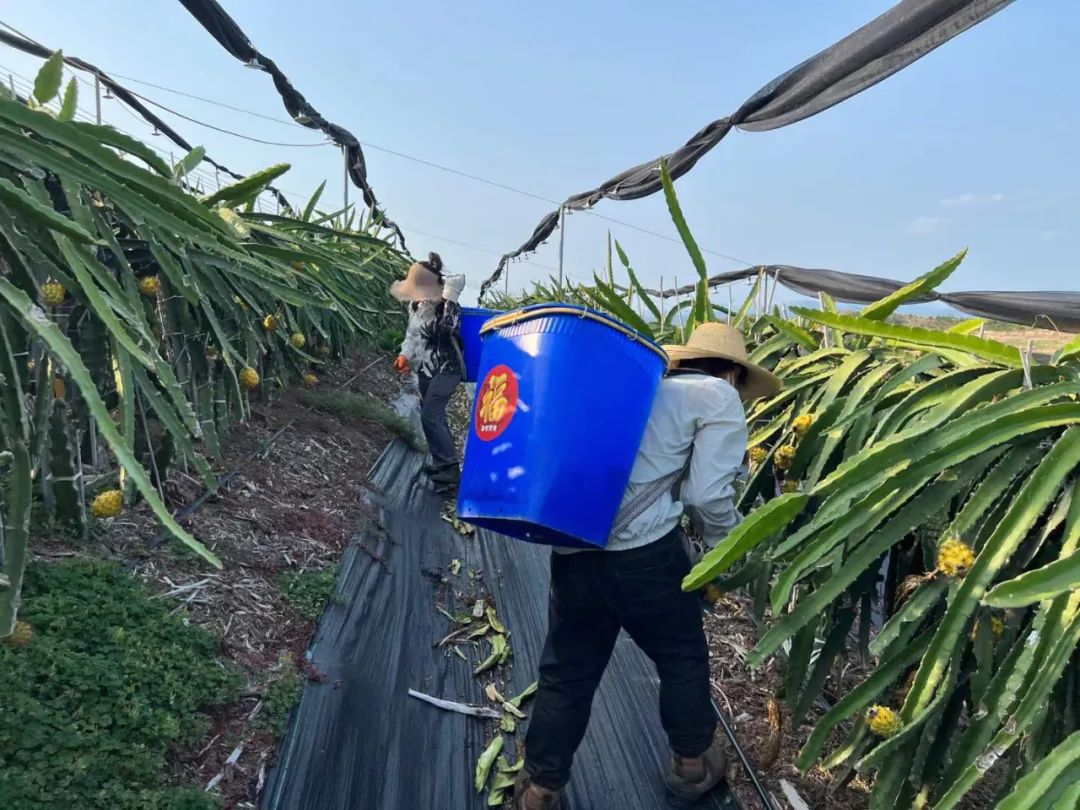 顺丰包邮！刷爆朋友圈！热带海岛【海南新鲜黄金燕窝果】甜蜜上市！口感如冰镇燕窝，果肉晶莹剔透！