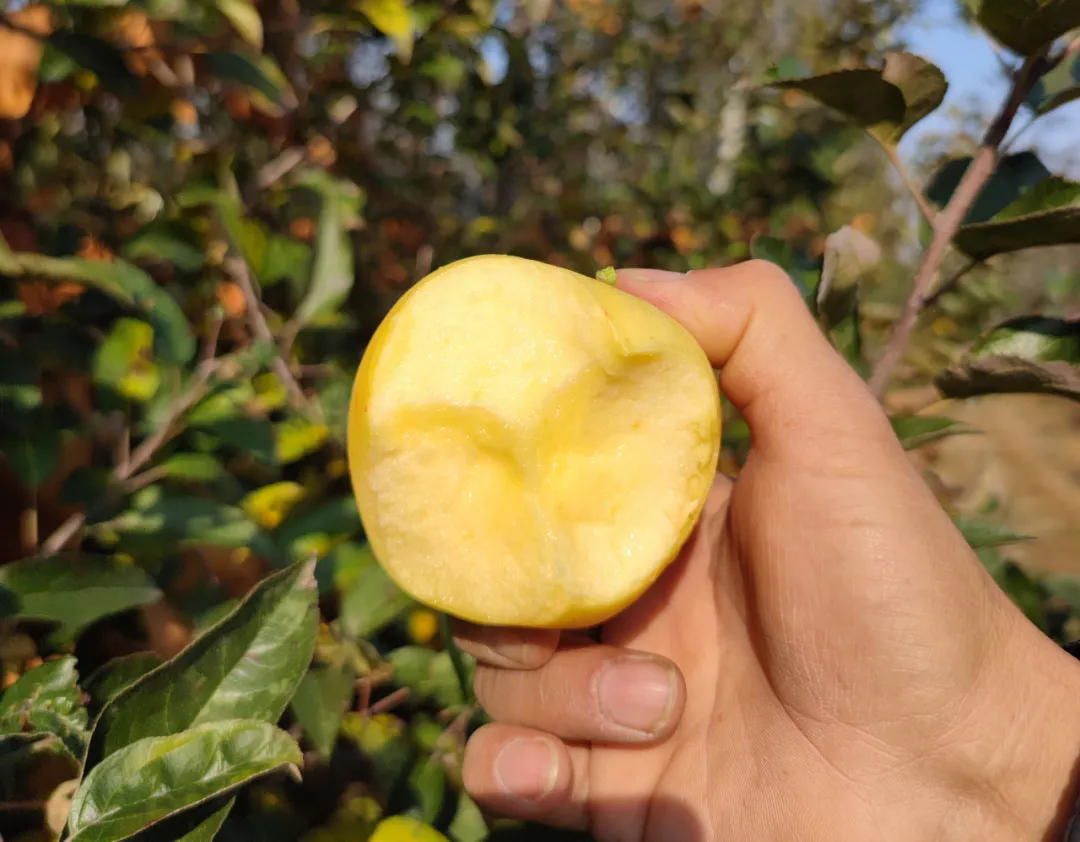 别再说不爱吃苹果！纯甜无酸『山东维纳斯黄金苹果』上市！果香馥郁，甜蜜爽口，酥脆多汁！