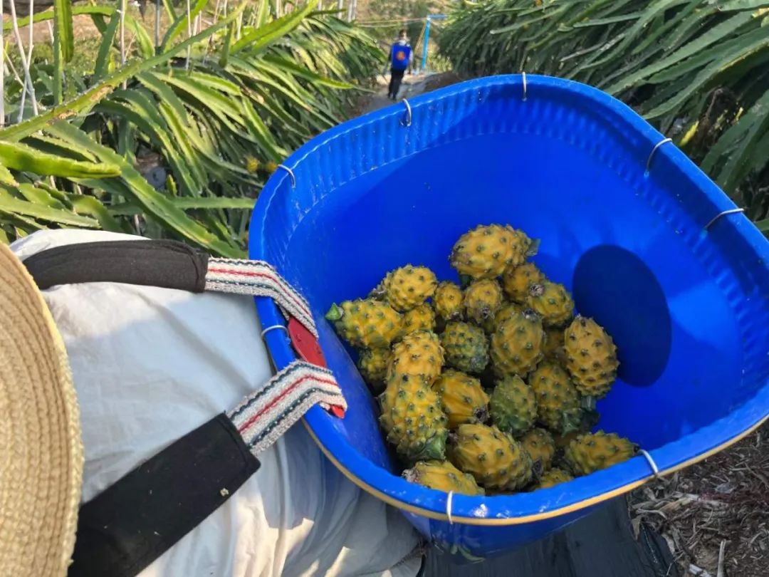 顺丰包邮！刷爆朋友圈！热带海岛【海南新鲜黄金燕窝果】甜蜜上市！口感如冰镇燕窝，果肉晶莹剔透！