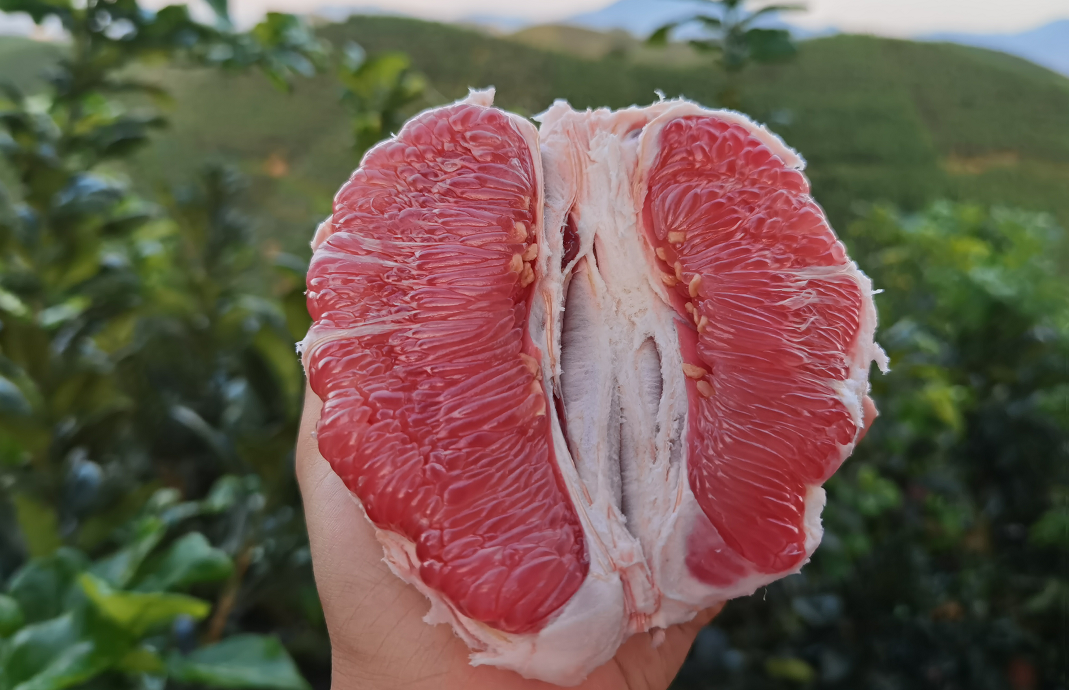 吃一次想十年！让【福建蜜柚】走出大山，肉质细嫩，香甜多汁 ，果农辛勤种植，邀您品尝！
