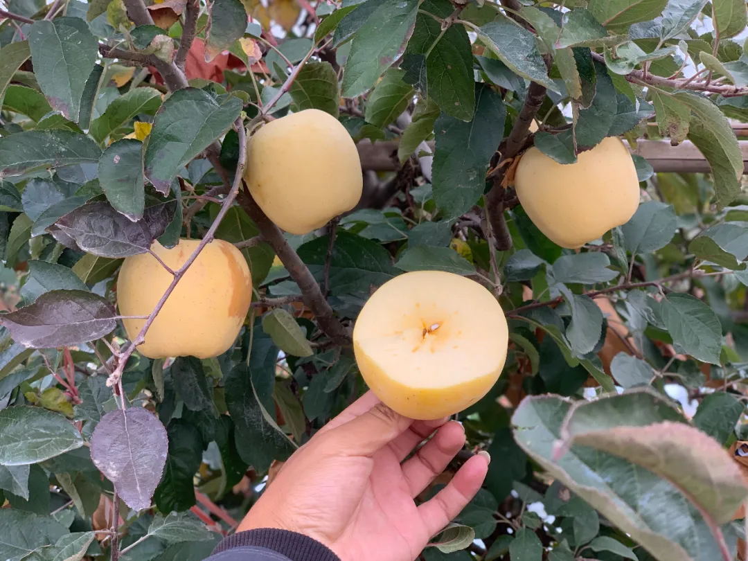 别再说不爱吃苹果！纯甜无酸『山东维纳斯黄金苹果』上市！果香馥郁，甜蜜爽口，酥脆多汁！