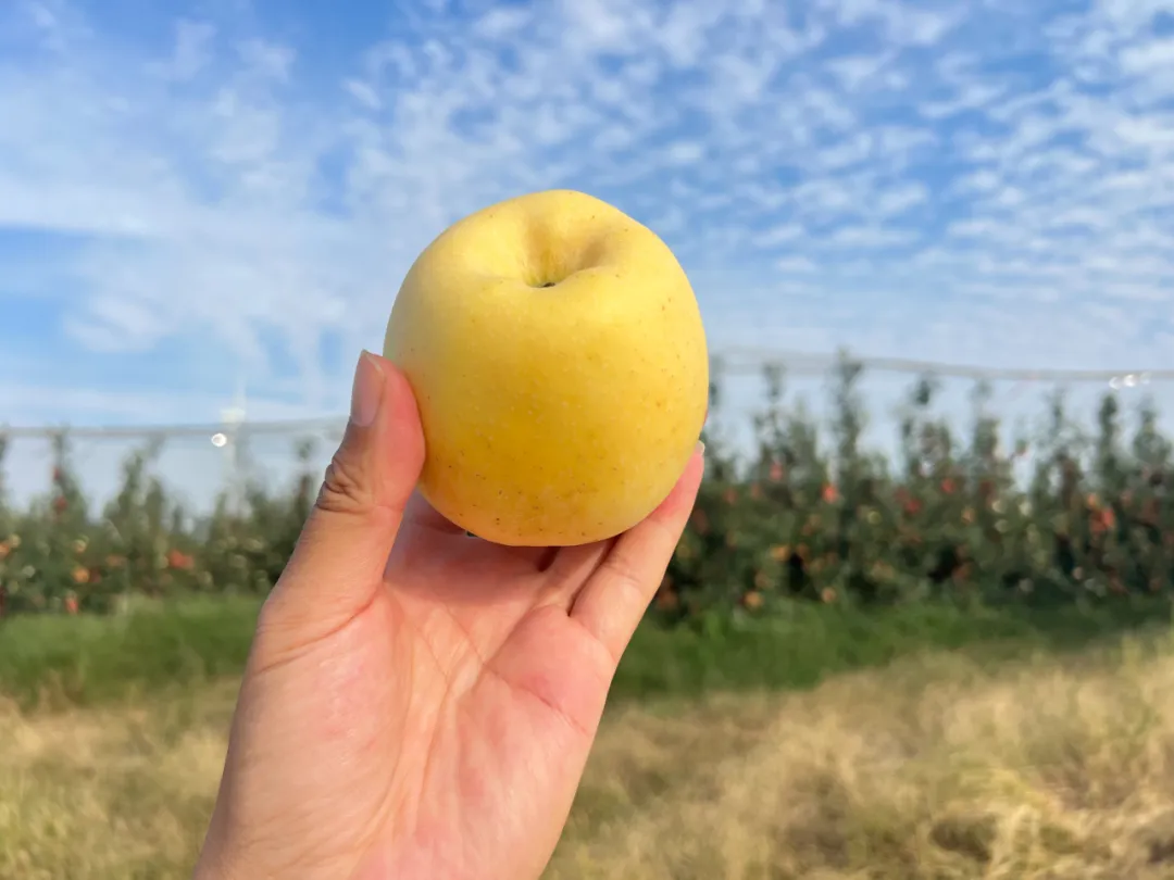 别再说不爱吃苹果！纯甜无酸『山东维纳斯黄金苹果』上市！果香馥郁，甜蜜爽口，酥脆多汁！