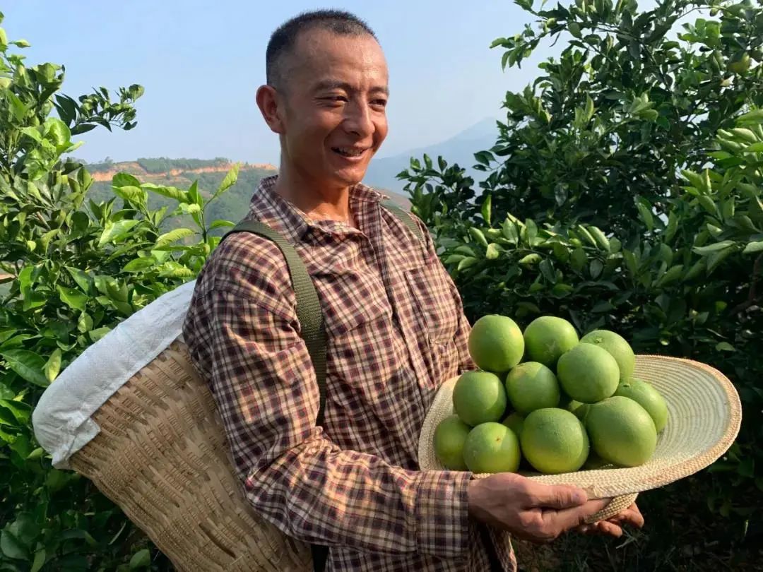 助农！低至17.9/箱！云南玉溪冰糖橙大面积上市，果农急盼销路，恳请您助力转发！
