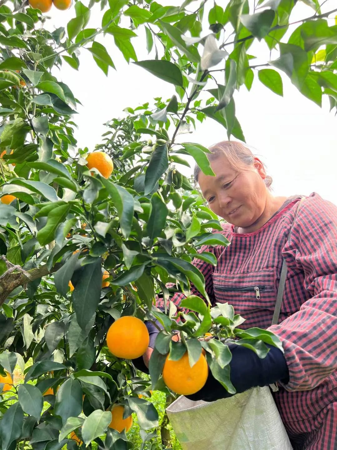甜蜜助力！29.9/箱！新鲜爱媛果冻橙，果肉嫩滑，颗颗香甜爆汁！果农二十年如一日，苦心种植，邀请品尝~