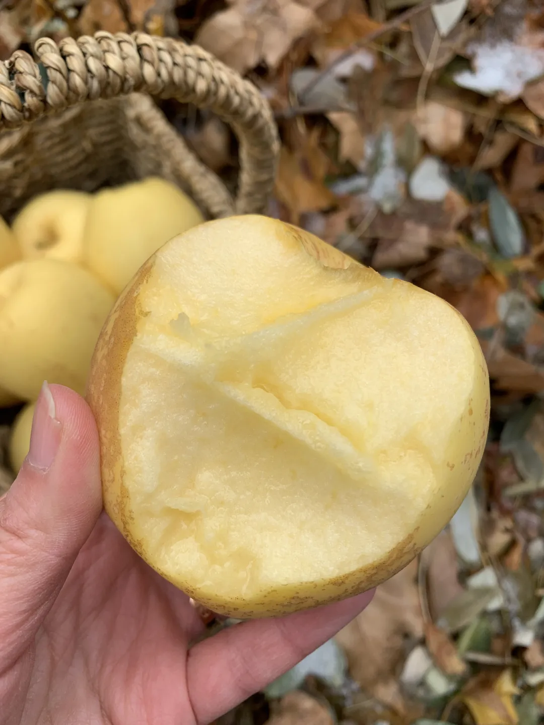 别再说不爱吃苹果！纯甜无酸『山东维纳斯黄金苹果』上市！果香馥郁，甜蜜爽口，酥脆多汁！