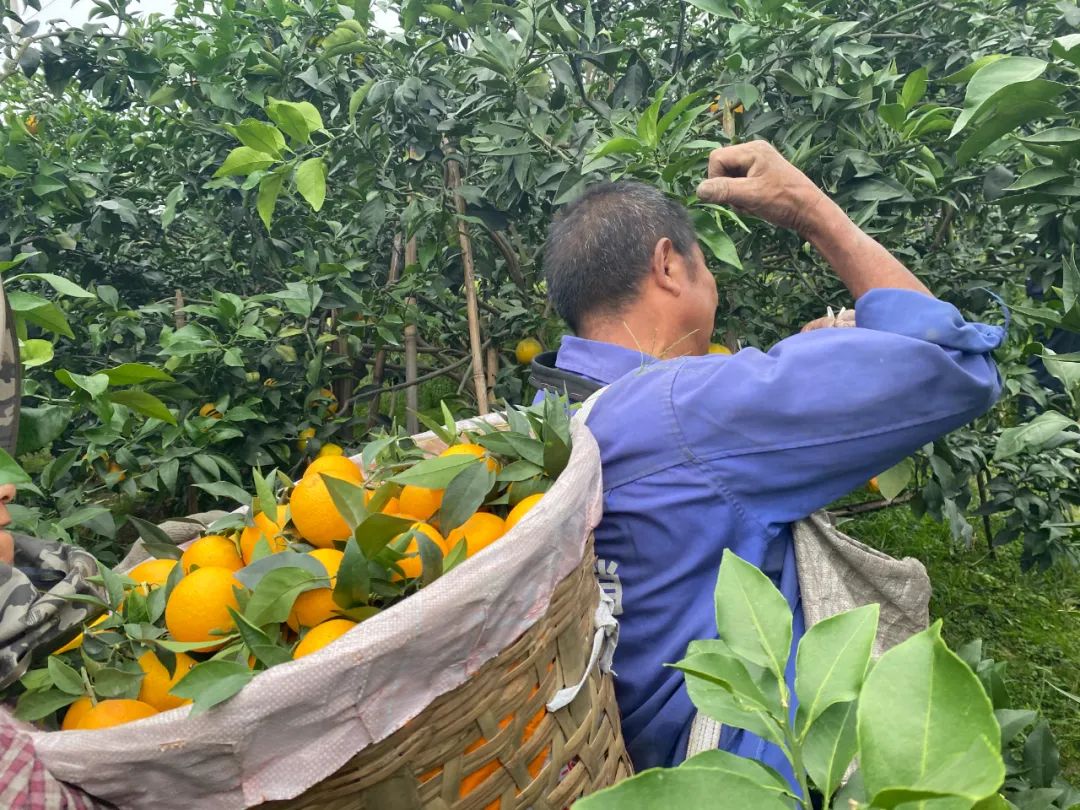 甜蜜助力！29.9/箱！新鲜爱媛果冻橙，果肉嫩滑，颗颗香甜爆汁！果农二十年如一日，苦心种植，邀请品尝~