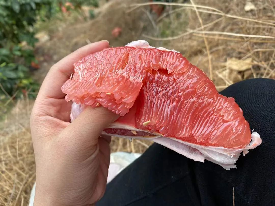 吃一次想十年！让【福建蜜柚】走出大山，肉质细嫩，香甜多汁 ，果农辛勤种植，邀您品尝！