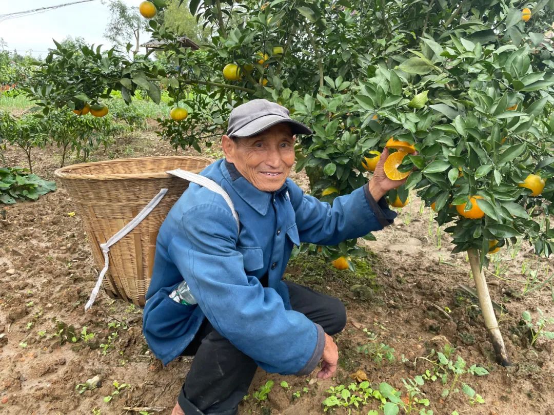 甜蜜助力！29.9/箱！新鲜爱媛果冻橙，果肉嫩滑，颗颗香甜爆汁！果农二十年如一日，苦心种植，邀请品尝~