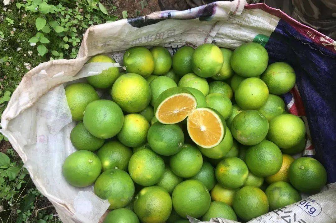 助农！低至17.9/箱！云南玉溪冰糖橙大面积上市，果农急盼销路，恳请您助力转发！