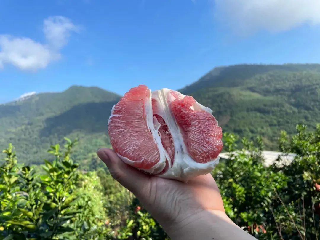 吃一次想十年！让【福建蜜柚】走出大山，肉质细嫩，香甜多汁 ，果农辛勤种植，邀您品尝！