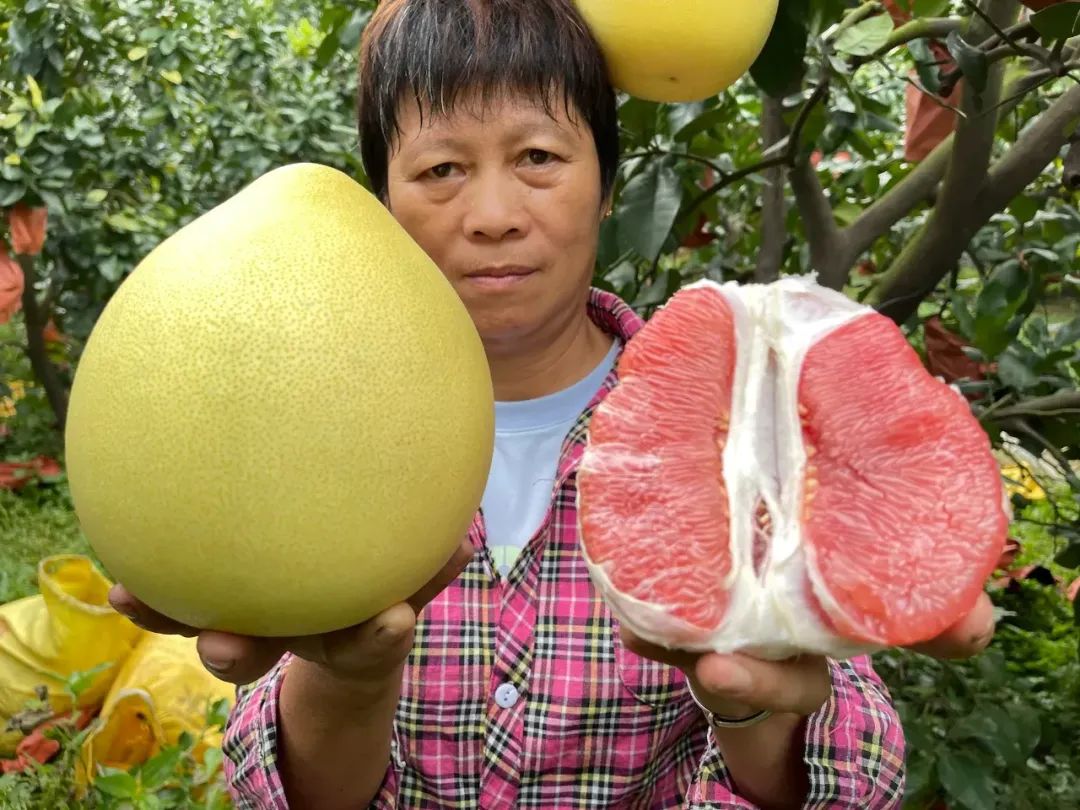 维生素C含量比橙子还高，热量还超低！这种秋天水果错过真的会后悔