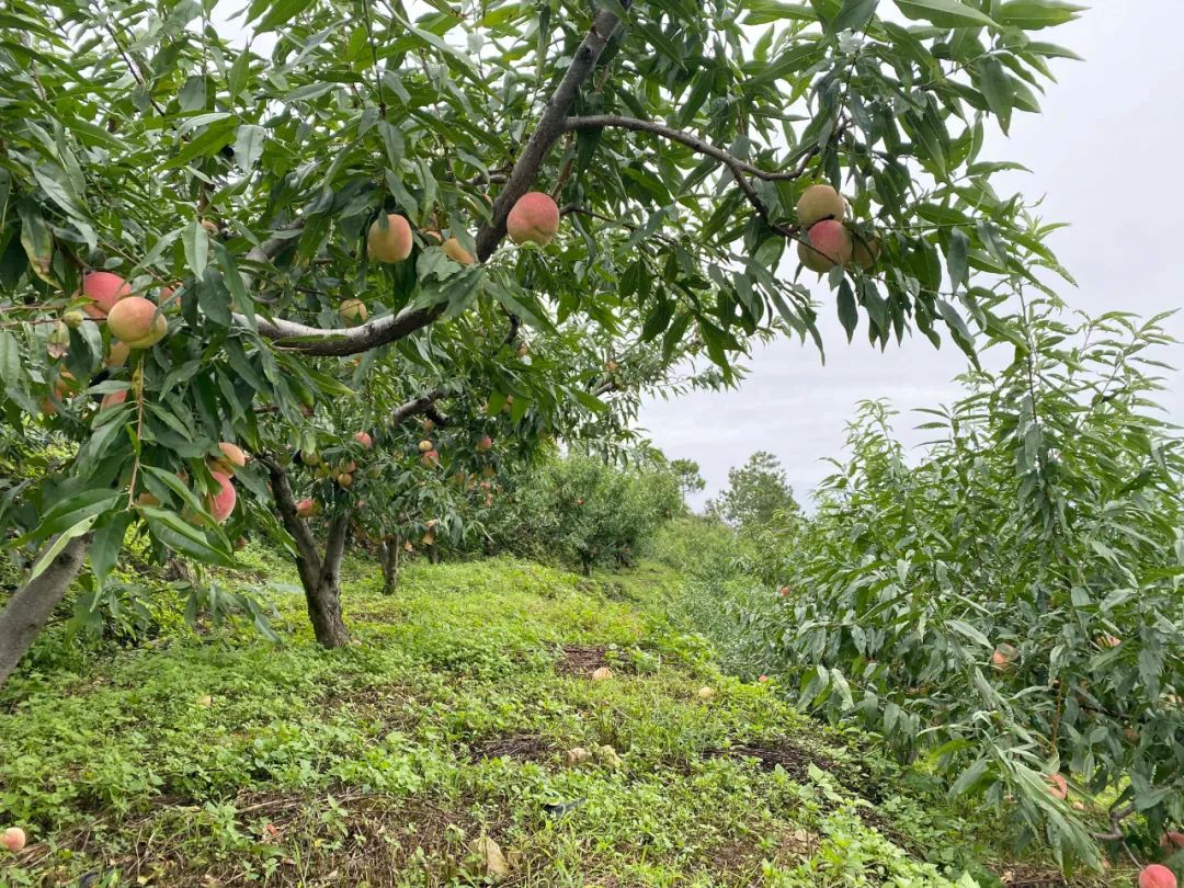 荣耀上市！卖光的速度就像龙卷风！今年压轴桃「金秋红蜜」甜！香！脆！树上养230+天但果期极短！