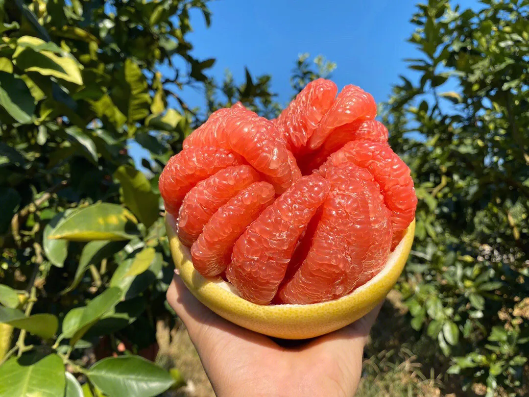 吃一次想十年！让【福建蜜柚】走出大山，肉质细嫩，香甜多汁 ，果农辛勤种植，邀您品尝！